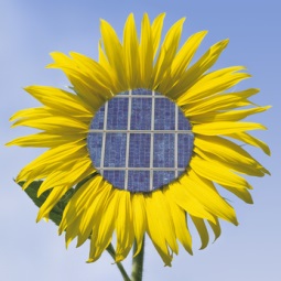 Sonnenblume mit Sonnenkollektoren